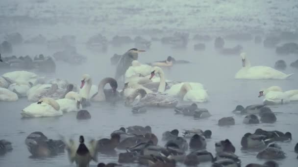 Rebanho de cisnes, patos flutuando, comendo e dormindo em nevoeiro, rio frio de inverno. — Vídeo de Stock