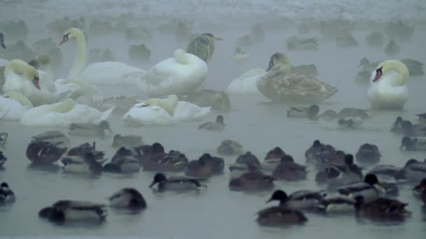 Flock av svanar, ankor som flyter, äter och sover i dimmig, kall vinterflod. — Stockvideo