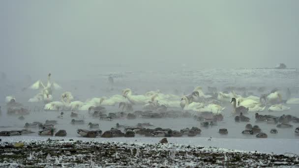 Stado łabędzi, kaczek pływających, jedzących i śpiących w mglistej, zimnej zimowej rzece. — Wideo stockowe