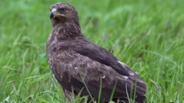 Kleiner Seeadler Aquila pomarina aus nächster Nähe im Frühling jagt auf dem Boden — Stockvideo