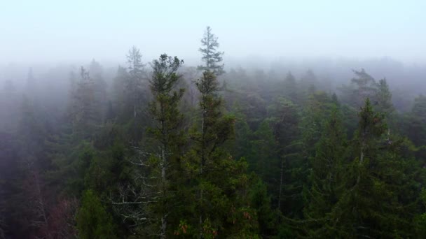 Drohne schoss bei nebligem Frühlingsmorgen Flug über Baumwipfel im Wald — Stockvideo