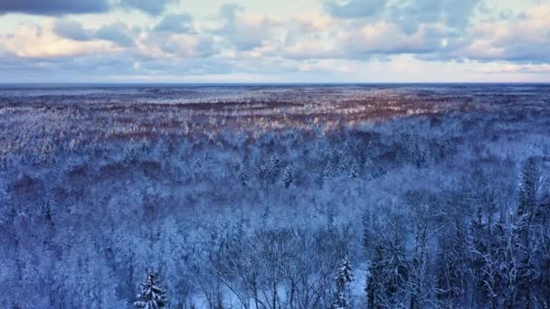 Avrupa 'da karla kaplı kış ormanlarının havadan görünüşü. — Stok video