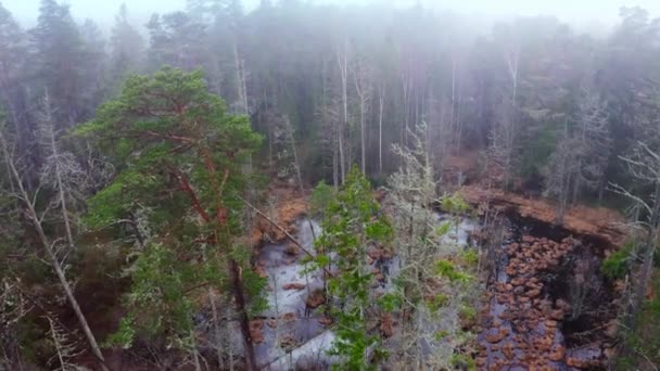 Flyg drönare skott flygning över fantastiska skog trädtoppar i dimmig morgon på våren — Stockvideo