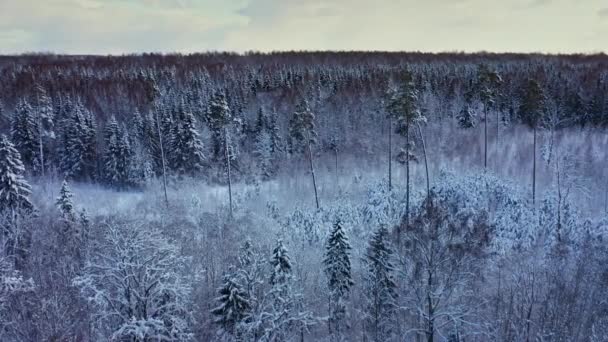 Aerial view of winter forest covered in snow in Europe. — Stock Video
