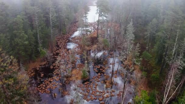 Drohne schoss bei nebligem Frühlingsmorgen Flug über Baumwipfel im Wald — Stockvideo