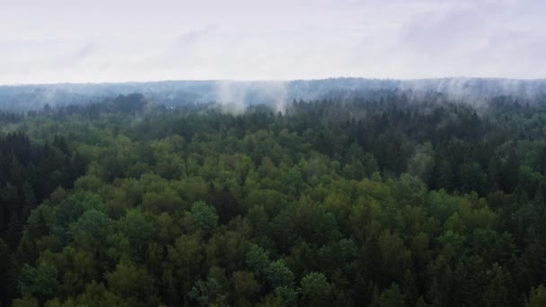 Vysoký let přes letní ranní mlhu. Zobrazení leteckých dronů. — Stock video