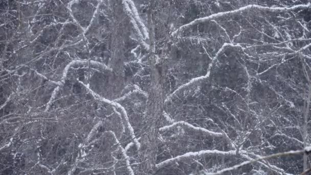 Neve, grandes flocos de neve criam um fundo de inverno . — Vídeo de Stock