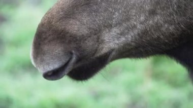 Geyik ağzını kapat. Avrupa geyiği Alces yemek yiyor, bitki çiğniyor.