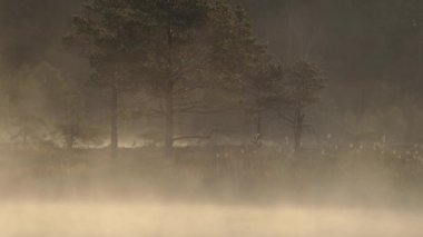 Sabahın köründe, bataklık gölünün üzerinde sisli bir sis..