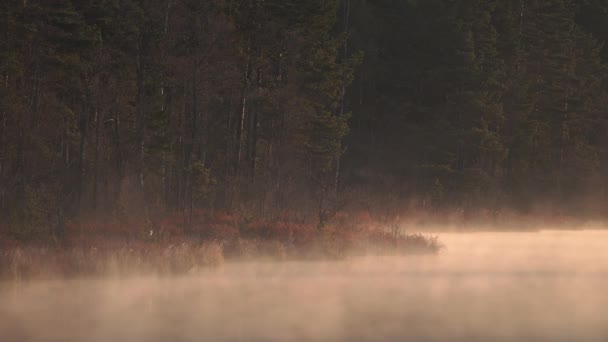 Niebla neblinosa temprano en la mañana sobre el lago del pantano. — Vídeo de stock