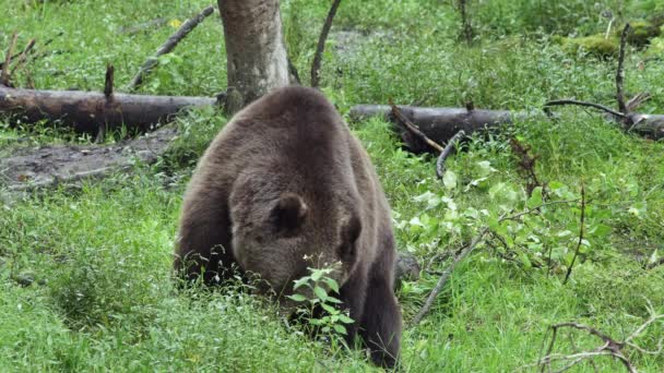 Brązowy niedźwiedź jedzący zielone rośliny i rozglądający się po łące na Łotwie. — Wideo stockowe
