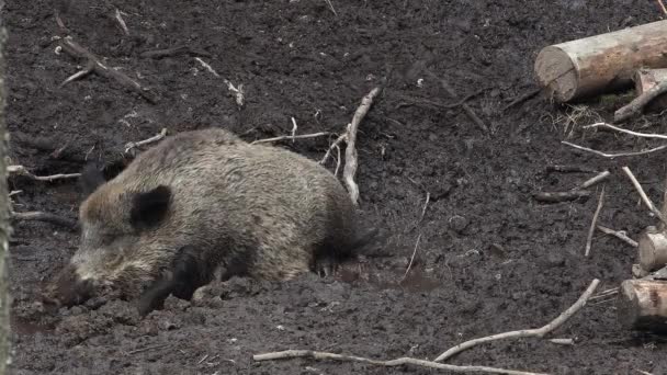 Ausgewachsene Wildschweine wackeln im Matsch. Und ein paar Ferkel. — Stockvideo