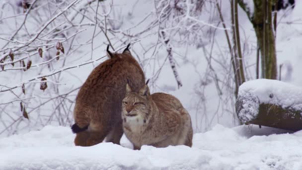 Två vuxna lodjur på vintern härlig inför med huvuden. — Stockvideo