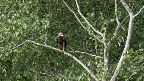 Kleine gevlekte adelaar zittend in een boom en jagend. — Stockvideo