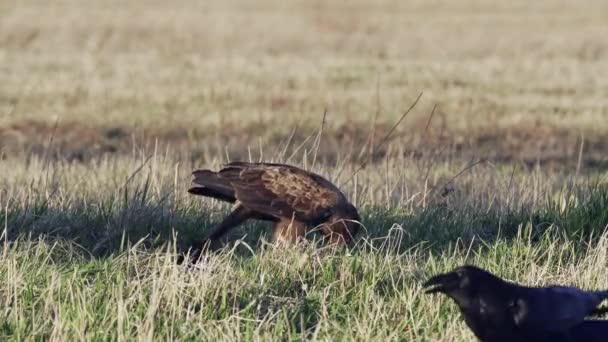 Menor águia manchada Aquila pomarina na primavera no chão. Comer pássaro morto. — Vídeo de Stock