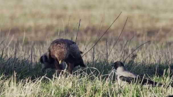 Lesser entdeckte den Adler Aquila pomarina im Frühjahr auf dem Boden. Toter Vogel essen. — Stockvideo