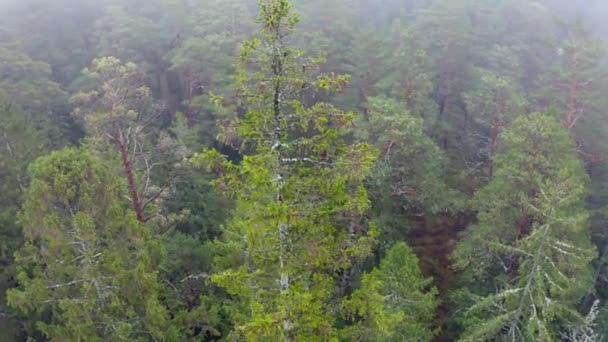 Letecký dron zastřelil let nad úžasnými vrcholky lesních stromů v mlhavém jaru na jaře — Stock video