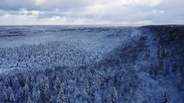 ヨーロッパの雪に覆われた冬の森の空中風景. — ストック動画