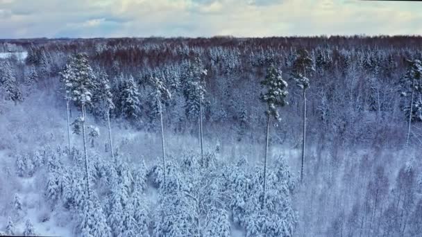 ヨーロッパの雪に覆われた冬の森の空中風景. — ストック動画