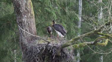 Kara leylekler yuva yapar.
