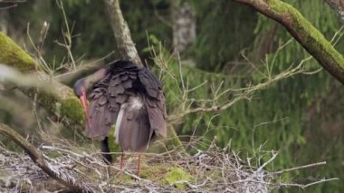 Yalnız Kara Leylek, Ciconia zencisi, ormanın derinliklerinde. Yuvada otururken.
