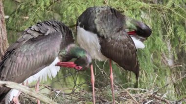 İki Kara leylek, ilkbaharda yuvalanan Ciconia zencisi. Tüyleri ayırır ve temizler.
