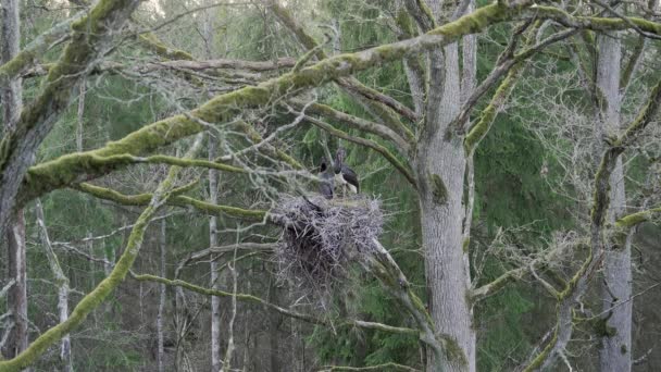 Dua bangau hitam, Ciconia nigra di musim semi, bersarang. Sorts dan membersihkan bulu. — Stok Video