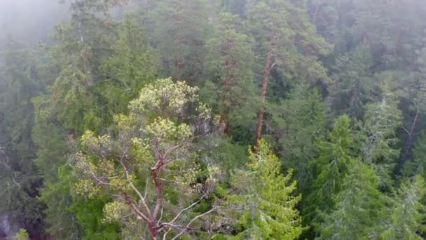 Drohne schoss bei nebligem Frühlingsmorgen Flug über Baumwipfel im Wald — Stockvideo