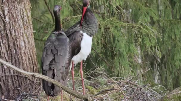 Deux cigognes noires en gros plan, Ciconia nigra au printemps, nichant. Trier les plumes. — Video