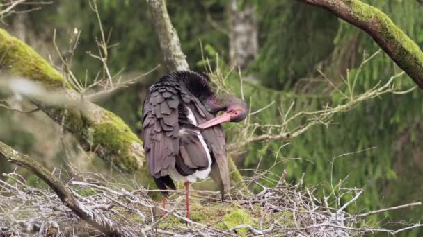 Lonely Black Stork, Ciconia nigra, di hutan tua yang dalam. Duduk di sarang.. — Stok Video