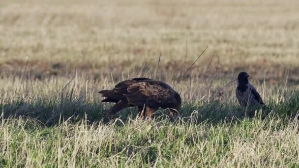 Águila avistada menor Aquila pomarina en primavera en el suelo. Come pájaro muerto. — Vídeo de stock