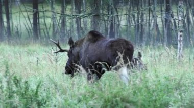 Boynuzlu büyük bir geyik çayırdan geçer. Sonbahar manzarası.