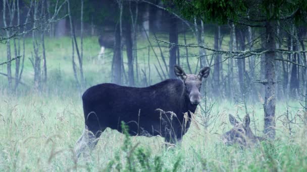 Elk betina berdiri dan menonton di musim gugur. Dua rusa lain di latar belakang — Stok Video