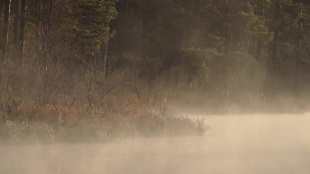 Niebla neblinosa temprano en la mañana sobre el lago del pantano. — Vídeo de stock