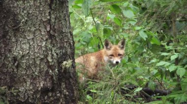 Tilki bir ağacın arkasında oturuyor. Etrafına bak ve ağaca atla..