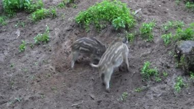 İki yaban domuzu kavga ediyor ve oynuyorlar..