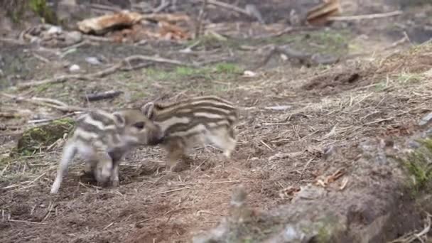 Deux porcelets de sanglier se battent et jouent. — Video