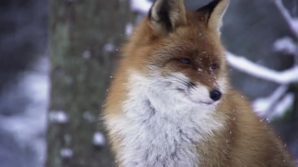 Retrato de uma raposa no inverno. A raposa olha em volta. — Vídeo de Stock