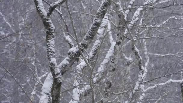 Sneeuw, grote vlokken sneeuw maken een winter achtergrond. — Stockvideo