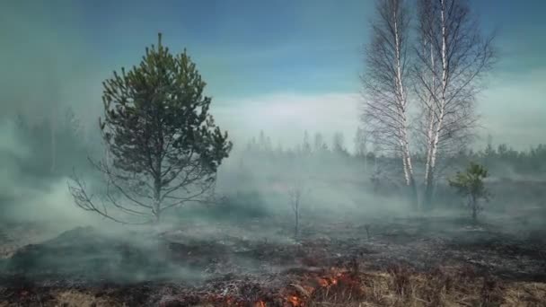 Égő bokor, gyep Európában. — Stock videók