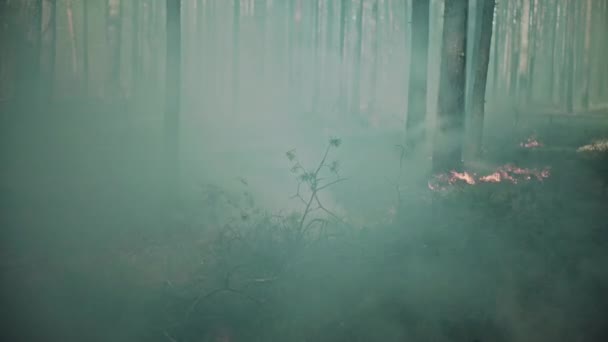 Égő boreális, fenyőerdő Európában. — Stock videók