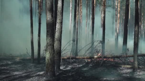 Quema boreal, bosque de pinos en Europa. — Vídeo de stock