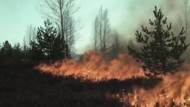 Brinnande buske, gräsmatta i Europa. — Stockvideo