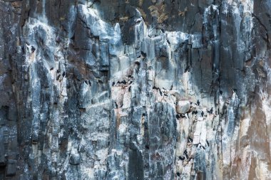 Norveç, Svalbard 'daki kuş kolonisi.