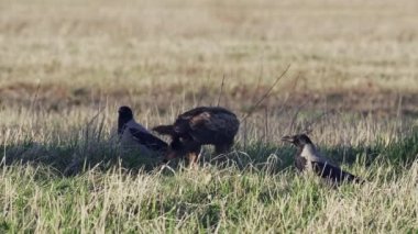 İlkbaharda kartal Aquila Pomarina yerde görülmüş. Ölü kuşu ye..