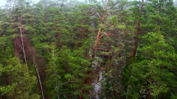 Aereo drone colpo di volo sopra incredibili cime degli alberi della foresta in nebbia mattina in primavera — Video Stock