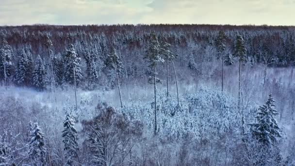 유럽의 눈으로 뒤덮인 겨울 숲을 공중에서 내려다본 모습. — 비디오