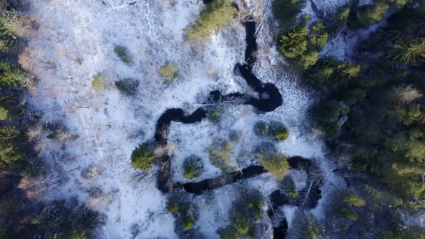 Let dronem nad zasněženým nekonečným lesem v chladném zimním ránu. — Stock video
