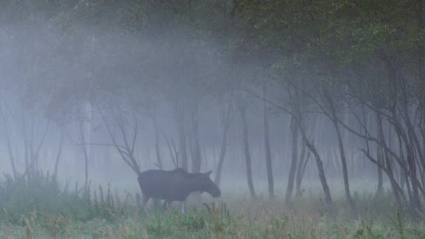 A big elk female goes through the meadow. Autumn landscape. — Vídeos de Stock