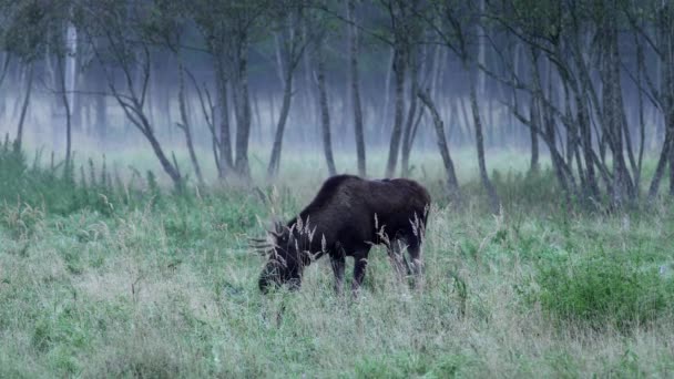 Ein großer Elch mit Hörnern geht durch die Wiese. Herbstliche Landschaft. — Stockvideo